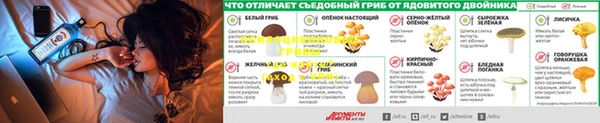 крисы Белокуриха